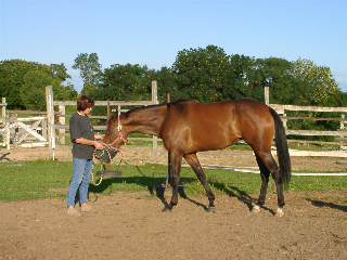 katie des dombes