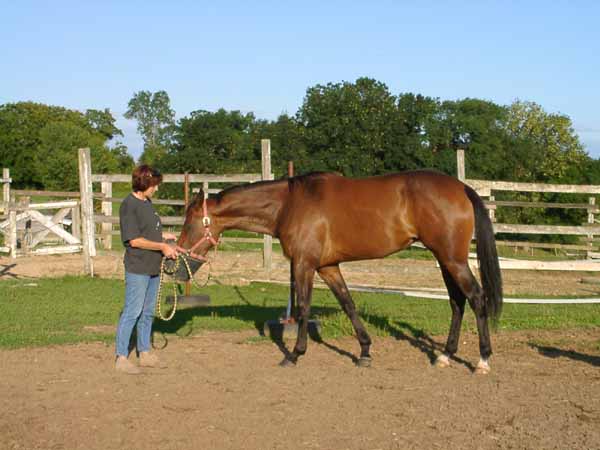 cliquer retour chevaux à vendre