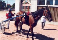 Ivascote et son compagon Pinocchio