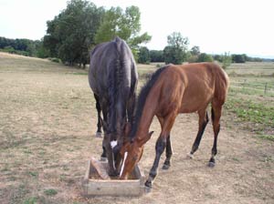 Roc et sa mre Une Ardchoise aot 2005