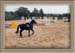 chevaux loisirs